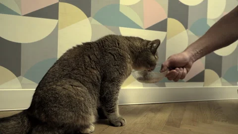 Cat eats from hand. Hand feeding a cat. Stock Footage 277810482