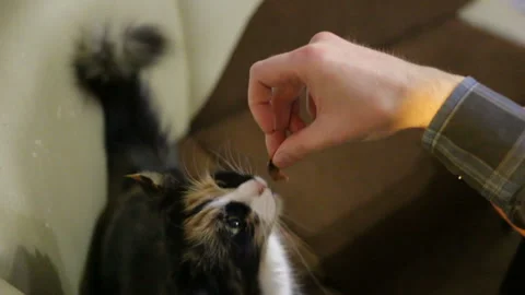 Cat eats with hands a bit of food. The young white man's hand in the frame. Medi Stock Footage 104934418