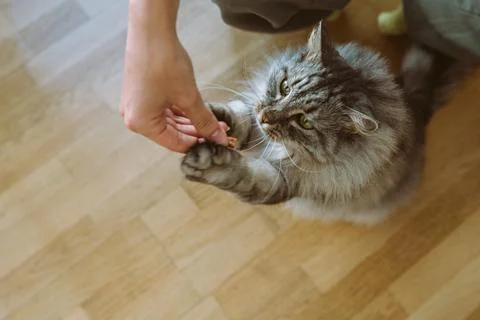 Cat eats from hands cat food yummy Stock Photos