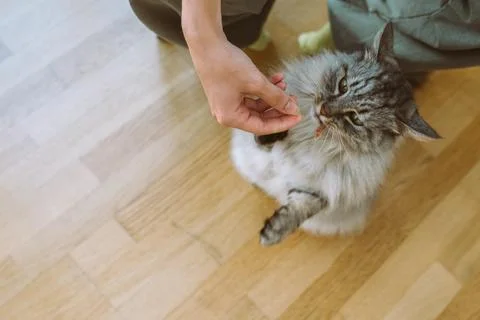 Cat eats from hands cat food yummy Stock Photos