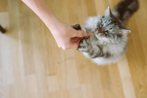 Cat eats from hands cat food yummy Stock Photos
