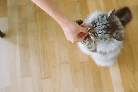 Cat eats from hands cat food yummy Stock Photos
