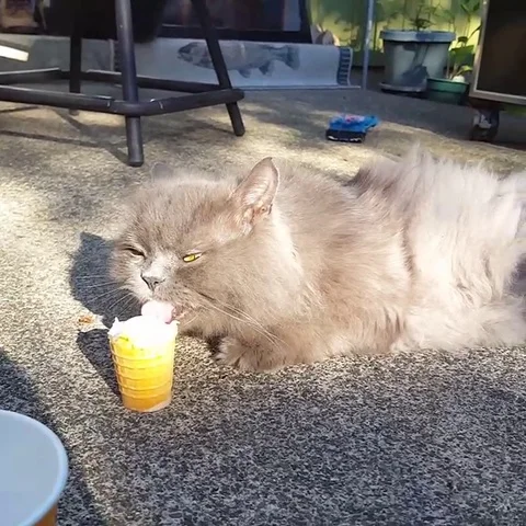 Cat eats ice cream and gets brain freeze Stock Footage 109394467