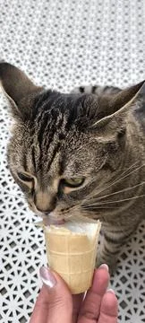 Cat eats ice cream from hands 스톡 사진