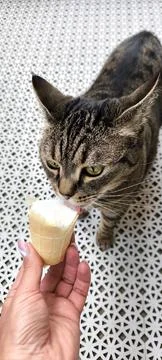 Cat eats ice cream from hands Stock Photos
