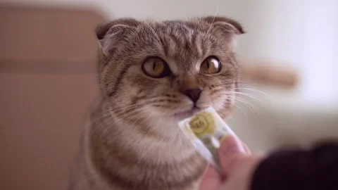 Cat eats liquid food licking the package. Stock Footage 143472031