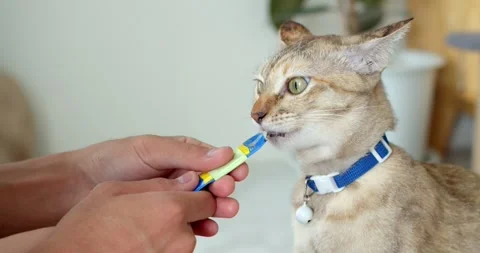 Cat eats liquid food licking the package from man hand at home.Close up man hand Stock Footage 249792458