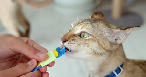 Cat eats liquid food licking the package from man hand at home. Stock Footage 250070533