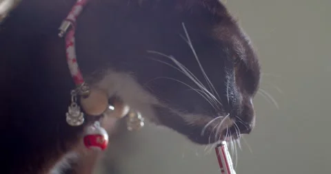 Cat eats liquid food licking the package from man hand at home. Stock Footage 264893826
