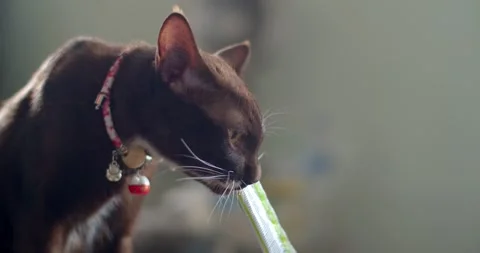 Cat eats liquid food licking the package from man hand at home. Stock Footage 264893828
