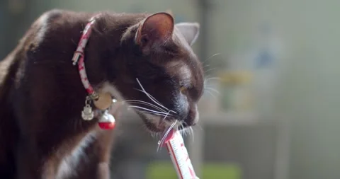 Cat eats liquid food licking the package from man hand at home.Close up man hand Stock Footage 270575685