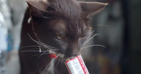 Cat eats liquid food licking the package from man hand at home. Stock Footage 277842905