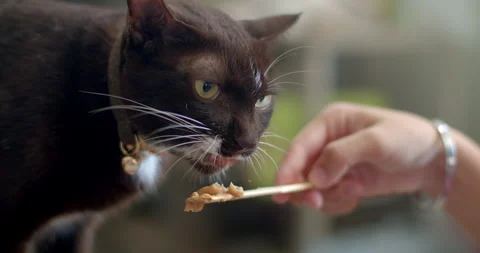 Cat eats liquid food licking the package from man hand at home. Stock Footage 310912046