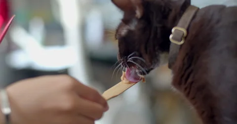 Cat eats liquid food licking the package from man hand at home. Stock Footage 310912067