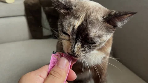 Cat eats liquid food licking the package from man hand at home. Stock Footage 316982253