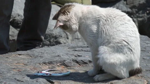 Cat eats a live fish Stock Footage 241516031