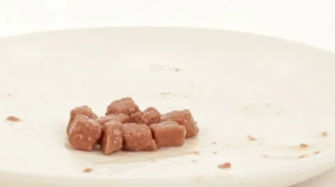 Cat Eats Meat Cat Food. Stock Footage 51848743