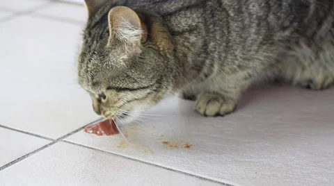 Cat eats meat Stock Footage 34574649