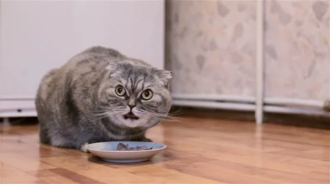 Cat eats meat. Stockbeeldmateriaal 55931946