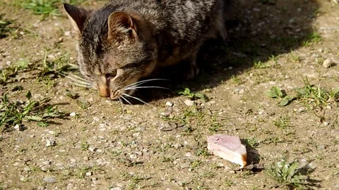 Cat eats meat Stock Footage 70140447