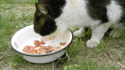 Cat eats meat outdoors on the green grass Stock Footage 69980371