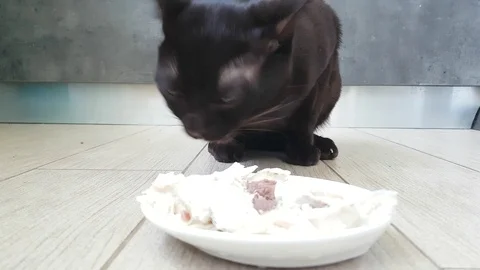 The cat eats meat from the plate Stock Footage 87876829