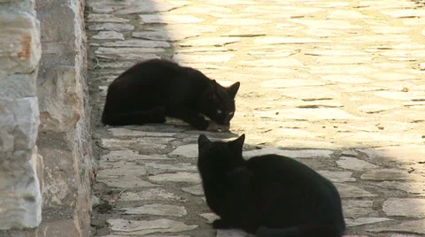 Cat eats mouse 1 Stock-Footage 31201467