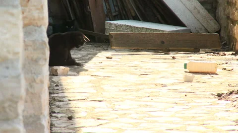 Cat eats mouse 2 Stock-Footage 31203329