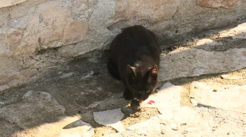 Cat eats mouse 3 Video stock 31205530