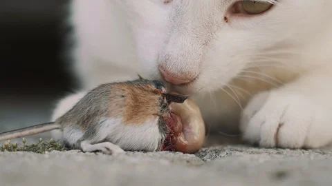 Cat eats mouse - deadly closeup Stock Footage 120152761