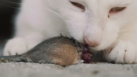 Cat Eats Mouse - deadly closeup Stock Footage 120154336