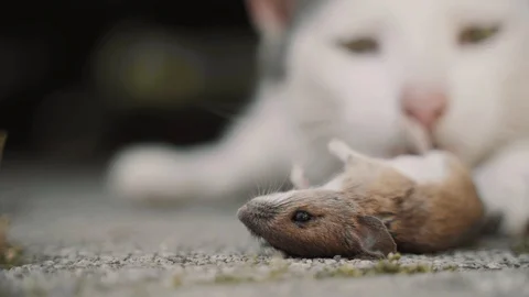 Cat Eats Mouse - deadly closeup Stock Footage 120154828
