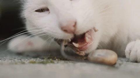 Cat Eats Mouse - deadly closeup Stock Footage 120157045