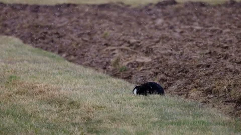 A cat eats a mouse in a field, 4K slomo Stock Footage 171321752