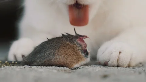 Cat Eats Mouse - predator kill Stock Footage 120156497
