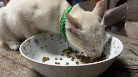 Cat eats pellet food.White cat eats pellets deliciously. Stock Footage 291684478