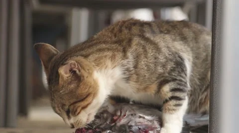 Cat eats pigeon bird Video stock 42565437
