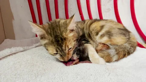 Animals Giving Birth Stock Video Footage | Royalty Free Animals Giving Birth Videos | Pond5 Animals Giving Birth Stock Video Footage | Royalty Free Animals Giving Birth Videos | Pond5