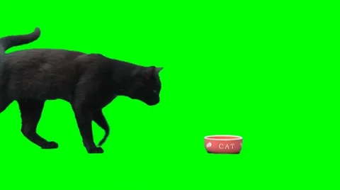 Cat eats from plate Stock Footage