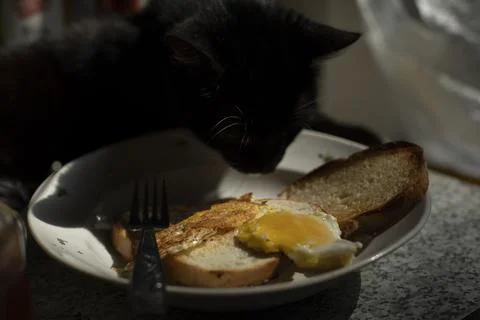 Cat eats from plate. Pet on table. Animal steals food. Stock Photos