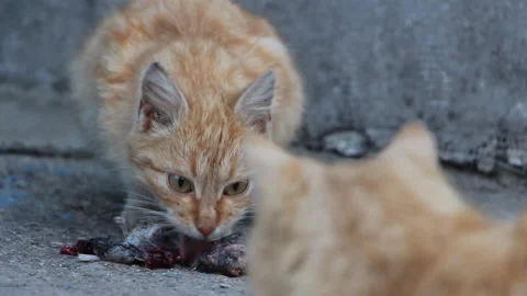 The cat eats a rat and belches it Stock Footage 106151346
