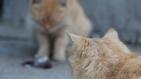 The cat eats a rat and belches it Stock Footage 106377300