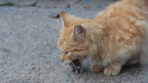 Cat eats rat Stock Footage 106191299
