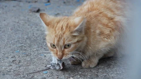Cat eats rat Stock Footage 106194465