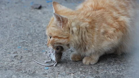Cat eats rat Stock Footage 106198430