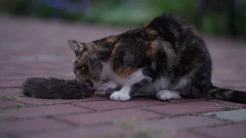The cat eats the rat. gray cat catch and bite rat head hold in mouth scary on Stock Footage 218282427