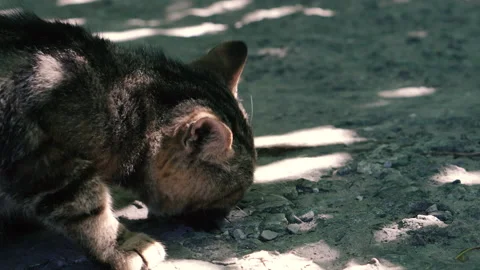 The cat eats raw fish. Video stock 151237387