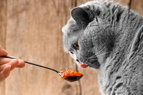 The cat eats red caviar from a spoon Stock Photos