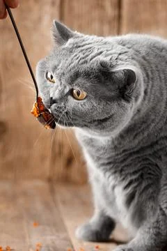 The cat eats red caviar from a spoon Stock Photos