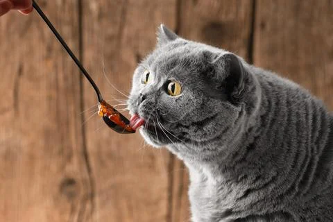 The cat eats red caviar from a spoon. Pet food. Foto stock